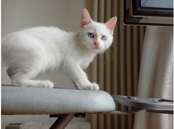 蓝眼白色可爱小奶猫 ...