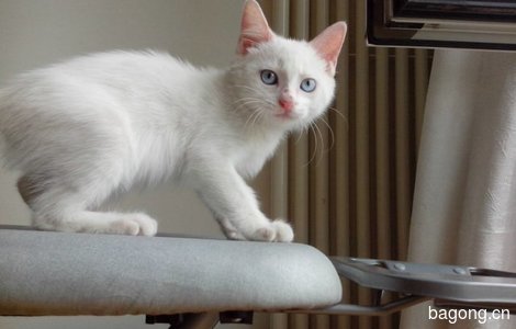 蓝眼白色可爱小奶猫 那位好心麻麻带我回家0