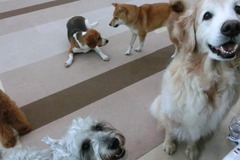 The DOG Square LOUIS1
