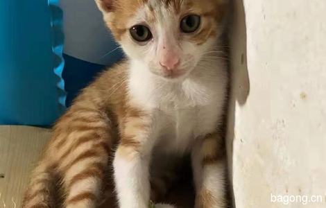 两个月小橘猫找领养1