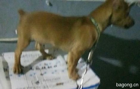 鹿犬吉娃娃混血狗狗一只小名贝贝...