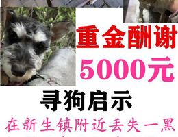 重金酬谢5000元，寻狗启示，3月1...