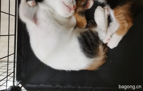 2个月大小奶猫，无偿领养2