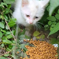 鸳鸯眼小白猫求领养