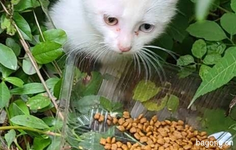 鸳鸯眼小白猫求领养0