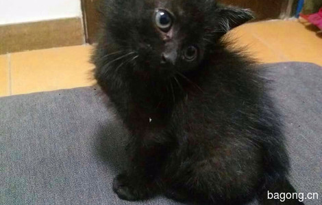 圆滚滚的小黑猫，3个月大，求靠谱爹妈领养4