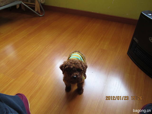User_126783家的宝贝，喜欢就点个赞喽_1417092073