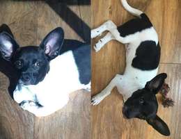 寻狗启示，本人有一爱犬于2018年...