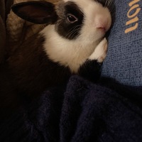 我有一只兔兔，特别可爱