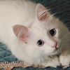 白色蓝眼睛狮子猫求领养