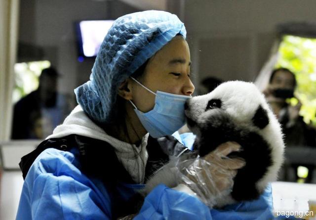 世界上最容易被抱大腿的工作：熊猫驯养师。22