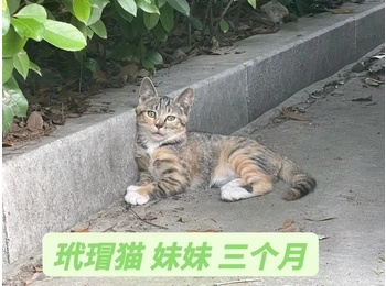 杭州一只玳瑁猫找好心...