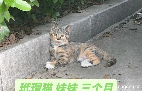 杭州一只玳瑁猫找好心人领养0