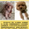 寻狗启示，爱犬名叫大宝，男生，...