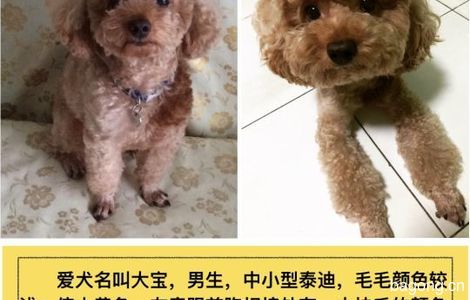 寻狗启示，爱犬名叫大宝，男生，...