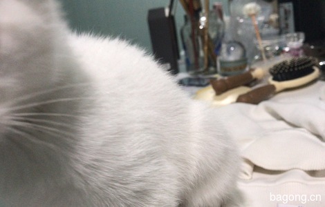 一只白色的超级无敌健康的小猫8
