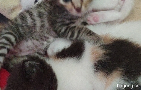 五只刚出生两个月的小猫无偿赠送3