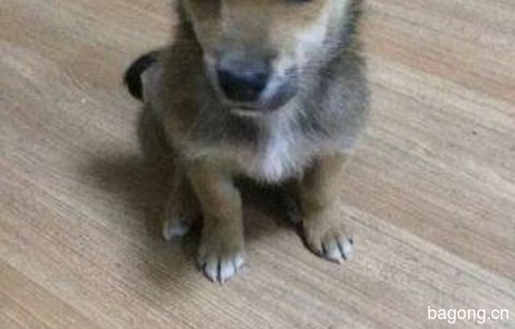 中华田园犬  找爱心人领养0