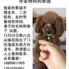 我家的泰迪不慎走失，二岁，棕色...