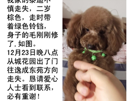 我家的泰迪不慎走失，二岁，棕色...
