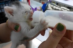 由由宠物5