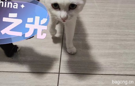 白色成猫送养，不挑食，乖巧听话...