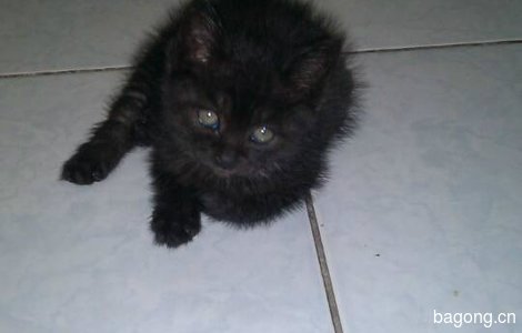 自家赠送可爱1月大小黑猫一只2
