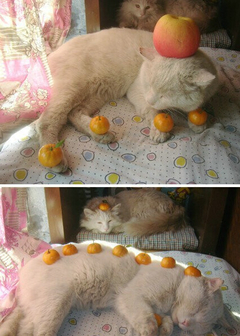 ：二逼主淫欢乐多