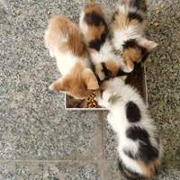 扬州招财猫免费领养