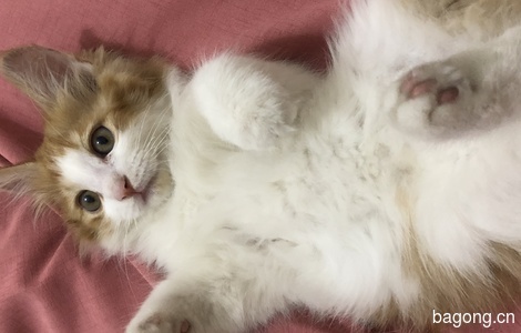 长毛橘猫，四个多月大，免费领养3