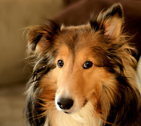 苏格兰牧羊犬|苏牧,柯利牧羊犬,粗毛柯利犬