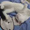 我有一只黑白猫咪温顺听话，1岁多，重10斤，