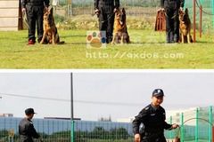恋宝犬业3