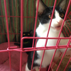 宁波活泼小猫第二次找家！
