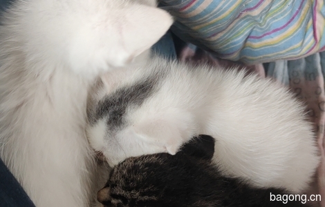 六只小奶猫求领养3