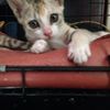 惠州两个月小猫找领养