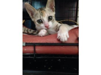 惠州两个月小猫找领养