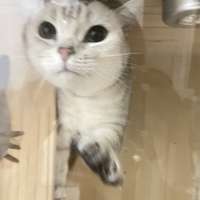美短银渐层