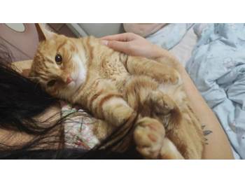 给小橘猫找个家