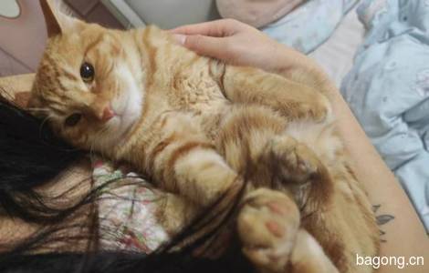 给小橘猫找个家0