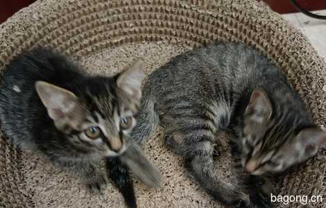 自家猫咪生的五只小猫求好心人领养，免费送养1