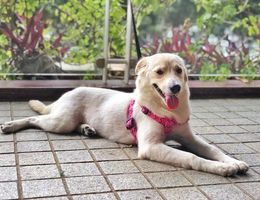 广州寻狗，2018年8月18号晚上11...