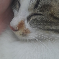 有一只小猫咪需要好的家庭