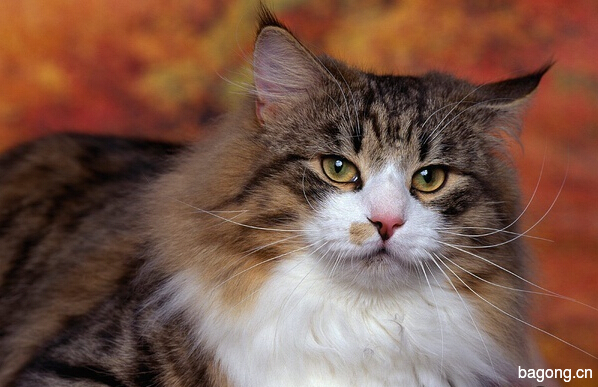 教您快速辨别猫星人品种！！！13