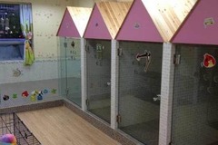 傲雄叮叮宠物美容(御桥路店)4