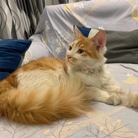 10个月小橘猫一只求爱猫人收养