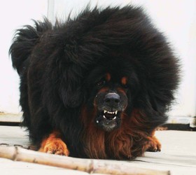 藏獒|西藏獒犬,藏獒犬