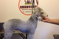 迷雪宠物美容工作室(周浦店)5