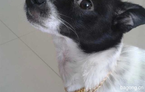 白色，后背有一块黑色圆形的毛。...