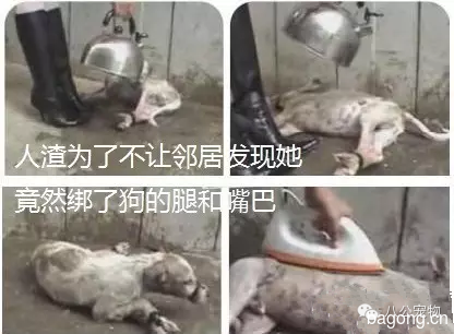 我无意于宣扬这种丑恶，但良心让我无法选择沉默！看过的人99%都投下了救命一票！！！7